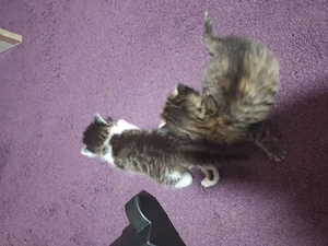 KATZENBABYS (2 Super süße Babys)