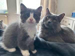 Heilige Birma-Nebelung Kitten