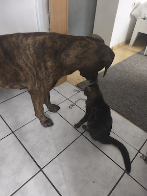 Katze sucht neuen Dosenöffner 