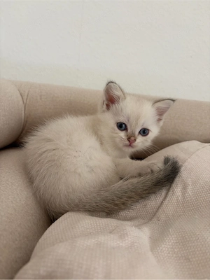 BKH Kitten   silver shaded