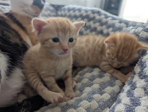 Katzenbabys