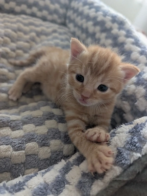 Katzenbabys