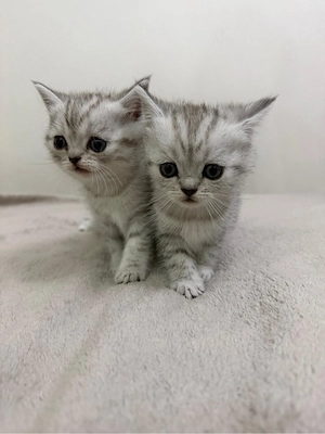 BKH Kitten 1 Kater & 1 Katze Silver Shaded