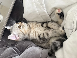 BKH Katze sucht liebevolles Zuhause 