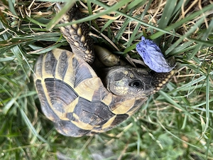 Griechische Landschildkröte 