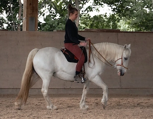 Mobiler Reitunterricht Grundsätze der akademischen Reitkunst