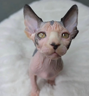 Sphynx-Kätzchen   Sofort abgabebereit