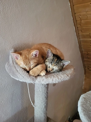 Kitten, Katzenbabys 