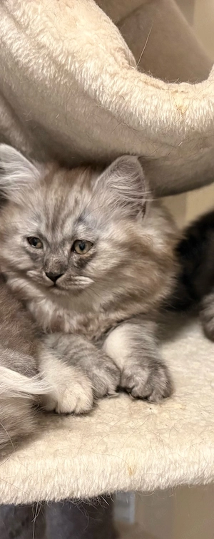 Liebevolles Katzenbaby