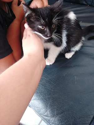    Sechs zuckersüße Katzenmädchen suchen ihr Für-immer-Zuhause   