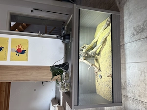 Bartagame Jungtier Männlich Orange 