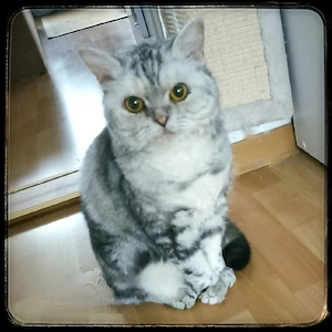 eine wunder hübsche Selkirk Rex Damme 