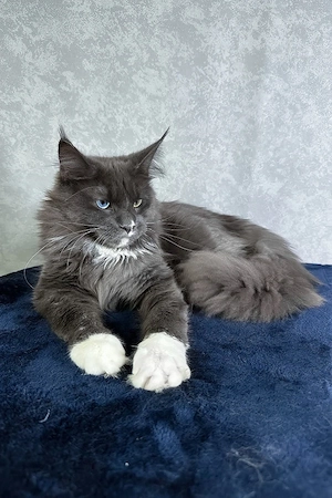 Ein süßes, 3 Monate altes Maine-Coon-Kätzchen sucht ein liebevolles Zuhause für immer.   