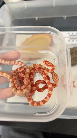 Kornnatter NZ 26 Candy Cane