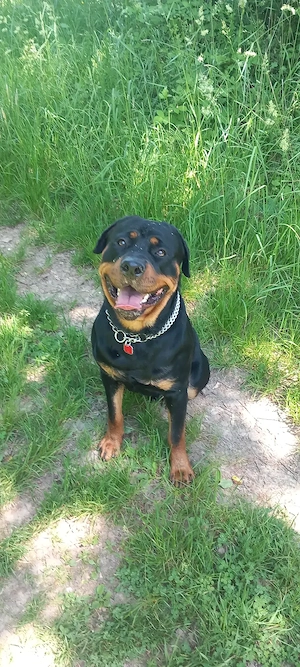 Rottweiler rüde 1.5j jung