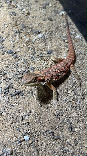 Bartagame Orange Jungtier Männlich Bartagamen