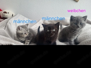 süße kätzchen suchen neues zuhause-jetzt reservieren!