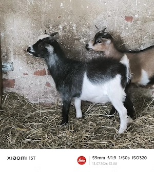 Mini Zwergziegen Bock