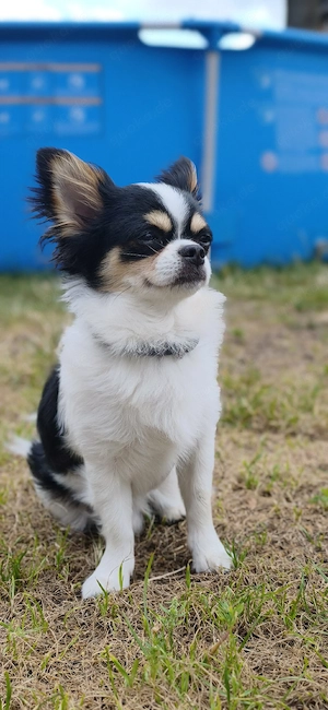 Chihuahua Langhaar tricolor 