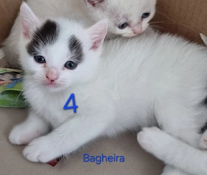 BKH Kitten   
