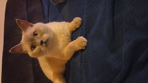 Bkh Kater kastriert 