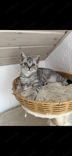 Reinrassige Bkh Kitten.Abholung bereit.