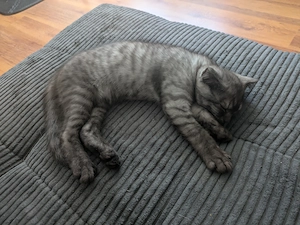 Süßer Kater 