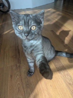 Süßer Kater 