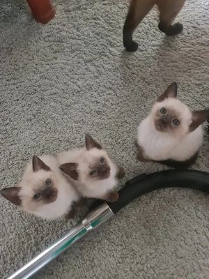 Reinrassige Siam Kitten