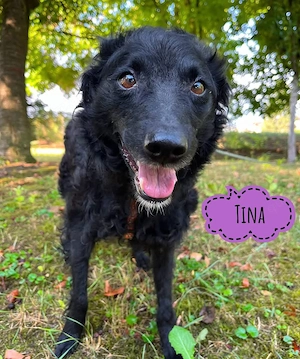 Tina, bezaubernde, menschenbezogene, liebe und aktive Kroatische Schäferhündin