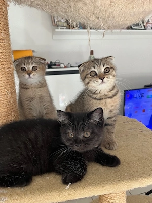 BKH Katzenbabys suchen ein neues Zuhause