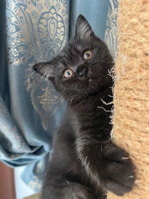 Drei junge Katzen suchen ein neues Zuhause