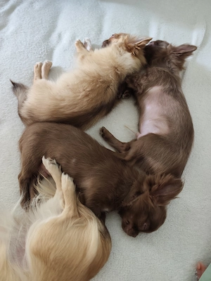 3 süße rein-rassige LH Chihuahuas mit Papiere 