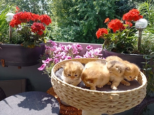 BKH Britische kurzhaar kitten 