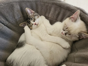 Lilli eine BKH katze ist auszug bereit 