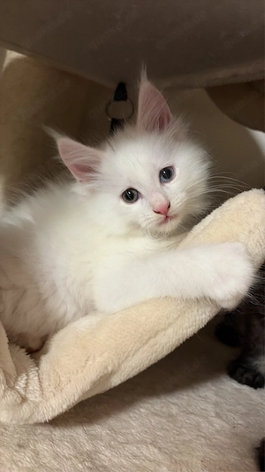 Maine coon kitten suchen ein liebevolles Zuhause