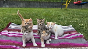 süsse Kätzchen   Katzenbabys  Katze   Kater
