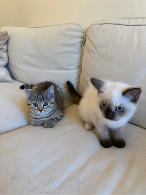 BKH kitten suchen ein liebevolles Zuhause!