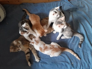 Waldkatzenmix Glückskätzchen Kitten abgabebereit