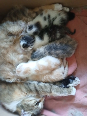 Waldkatzenmix Glückskätzchen Kitten abgabebereit