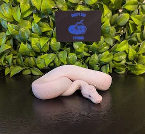 0.1 Mystic Potion Piebald Königspython 