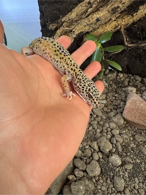 0.1 Wunderschönes Leopardgecko Weibchen (3 Jahre, zuchtreif) in gute Hände abzugeben