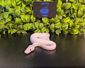 1.0 Mystic Potion Piebald Königspython 