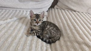 Wunderschöne Bengal-Kitten (3 Weibchen) suchen ein liebevolles Zuhause