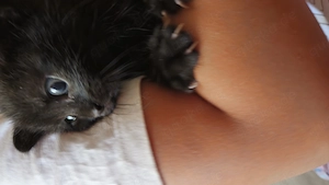 Zuckersüßer Bombay Bkh Mix Kater sucht Traumzuhause 