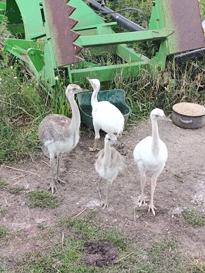 Nandu Kücken 