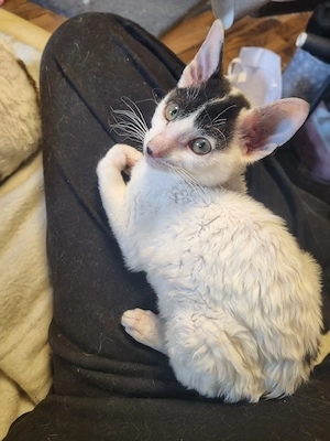 Wunderschöne Cornish-Rex-Kitten ,Mädchen  abgabebereit