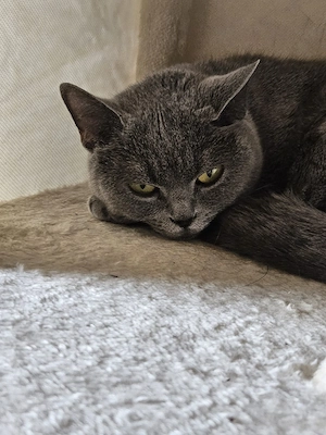 BKH Katze Weiblich 