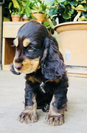 Liebevolle Cocker-Spaniel-Welpen suchen ein neues Zuhause