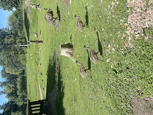 4 Emu Küken 2männl.2weibl.zu verkaufen 